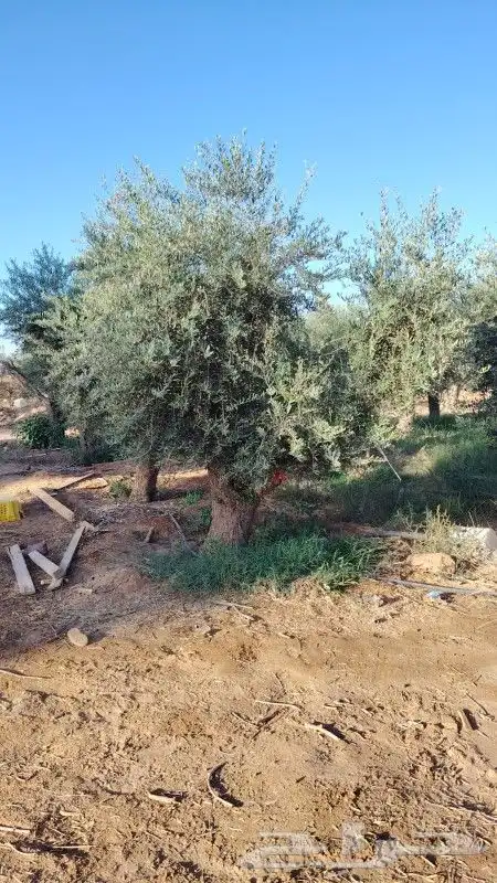 جشر زيتون نيبالي للبيع 2