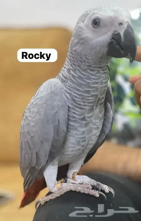 Grey Parrot 0