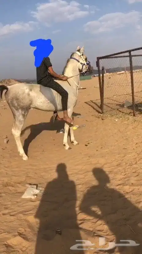 حصان شعبي شيخ 3