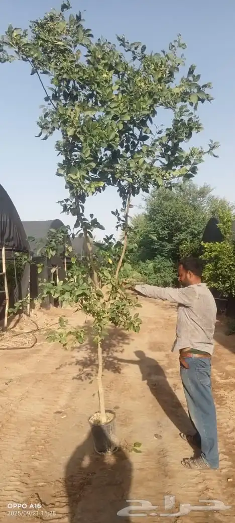 شتلات حمضيا ( خشخاش ) فلكا مارينا احجام كبيرة بأسعار طيبه 2