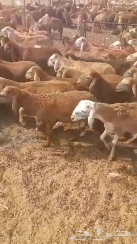 سواكن 5