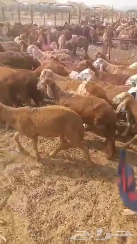 سواكن 7