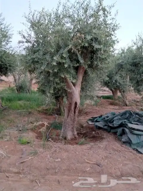 جشر زيتون نيبالي للبيع 5