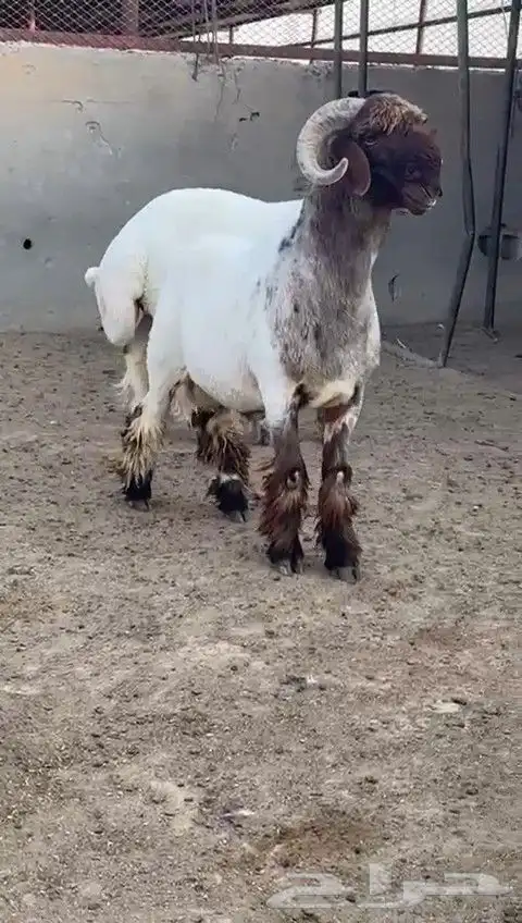 جدعان نعيم صنف للبيع 4