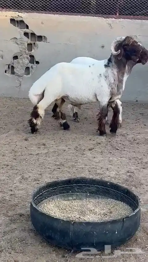 جدعان نعيم صنف للبيع 3