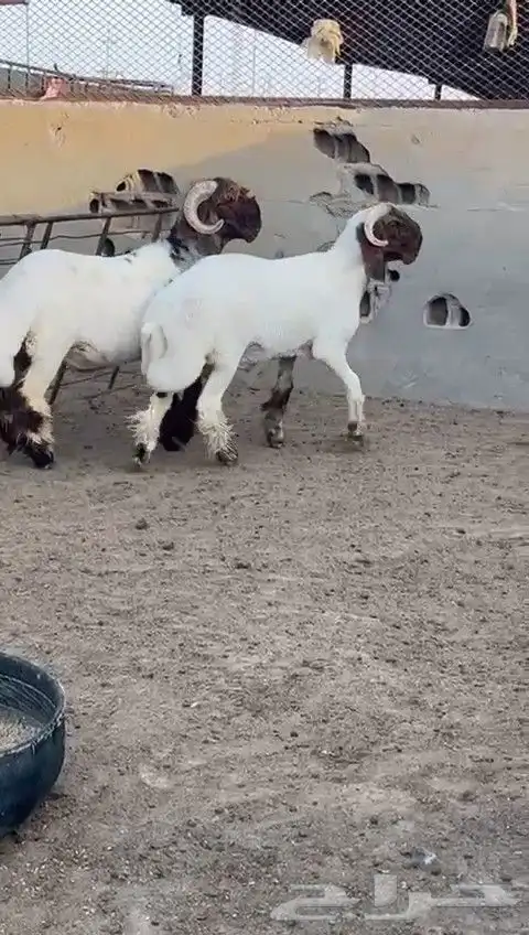 جدعان نعيم صنف للبيع 1