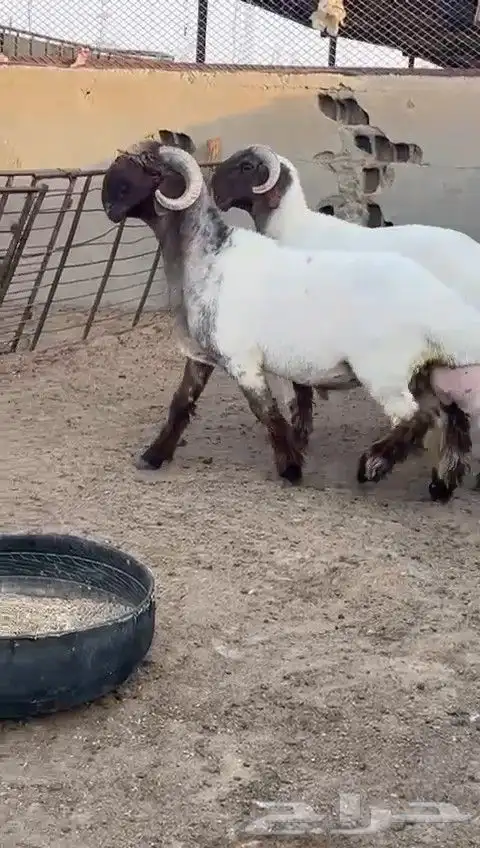 جدعان نعيم صنف للبيع 5