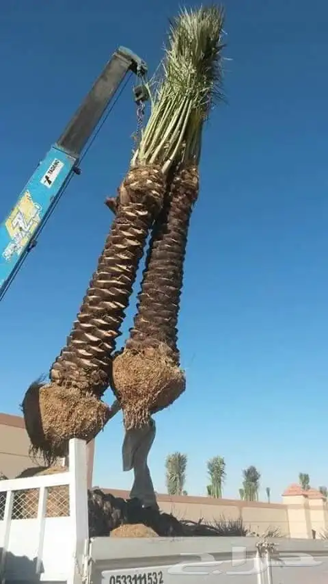 نخل مثمرللبيع مع التوصيل للموقع 2