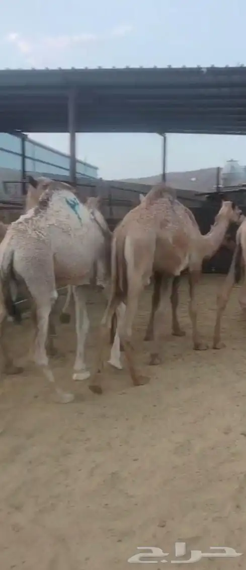 حشو لباني ومفاريد للبيع ( تم البيع ولله الحمد ) 0