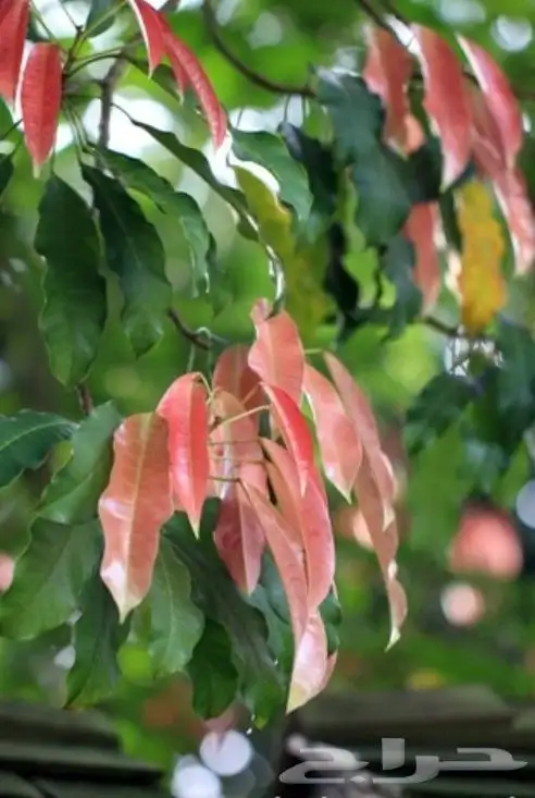 شتلات كستناء جنوب تايلند elateriospermum tapos blume 7