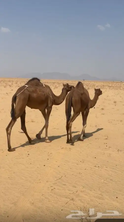 بكار حمر دم منوت القاني لقيا 3