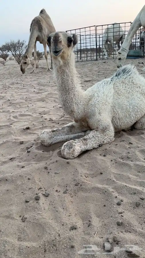 بكره شقحاء حواره 1