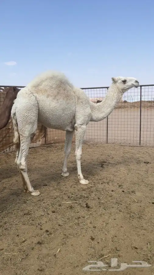 قعود 0