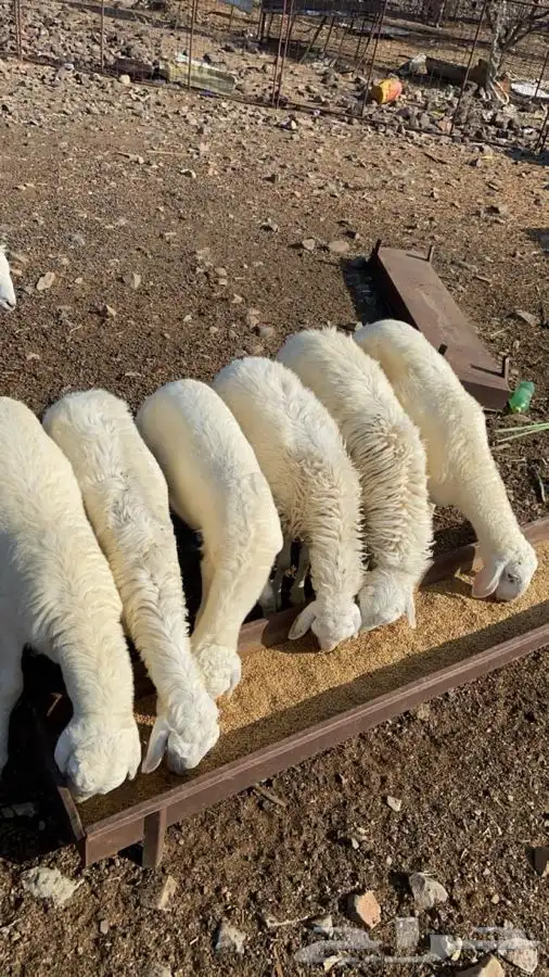 طليان و رخال 1