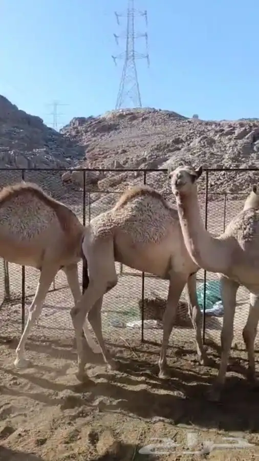حشيان قعدان للبيع العدد 3 0