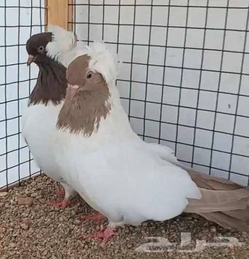 أنثايتين سوداني منتجة ((( تم البيع ))) 14