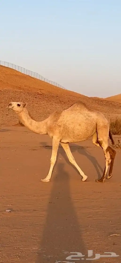 بكره شقحاء للبيع 0