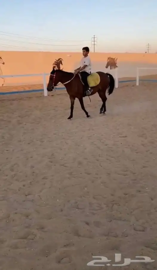 فرس بونيه 0