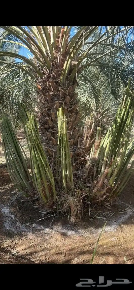 توريد وزراعة النخيل بأنواعه 4