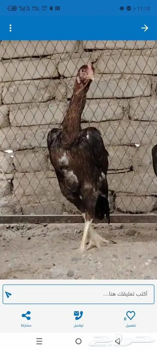 دجاجة باكستانيه دم بنجابي 1