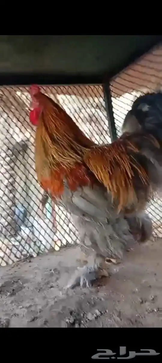 دجاج براهما فاخر 3