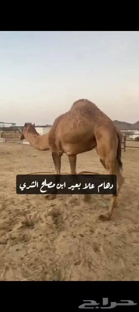 بعير شمالي طيب 0