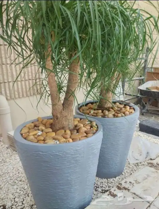 نوافير و أحواض زراعة pvc 4