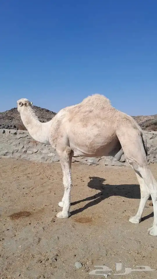 بعير للبيع 5