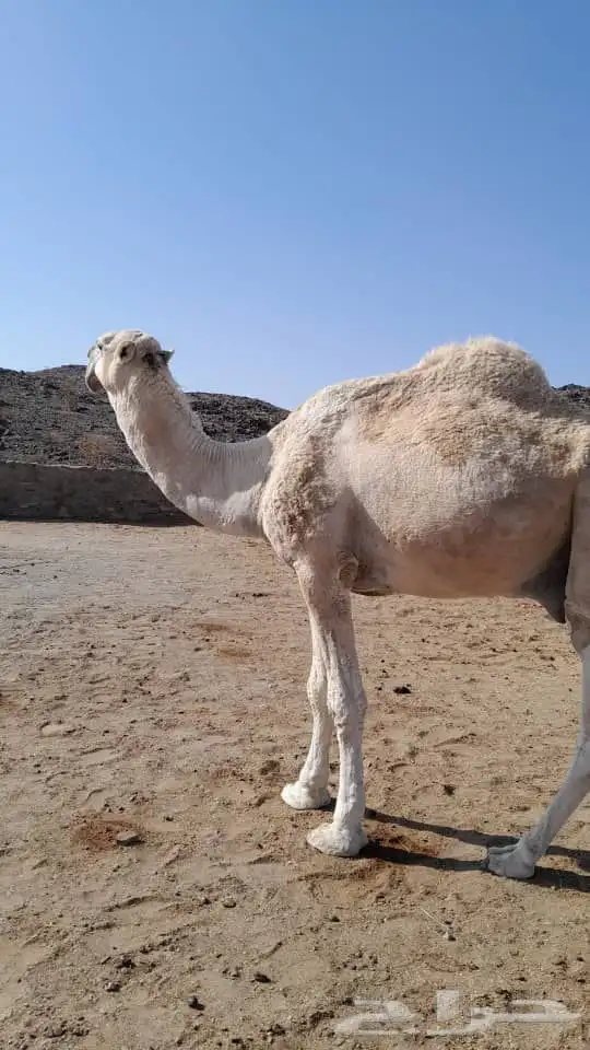 بعير للبيع 3