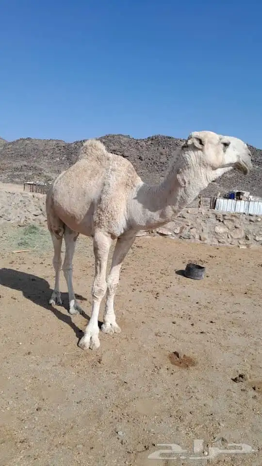 بعير للبيع 1