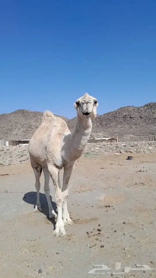 بعير للبيع 7