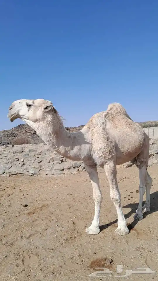 بعير للبيع 0