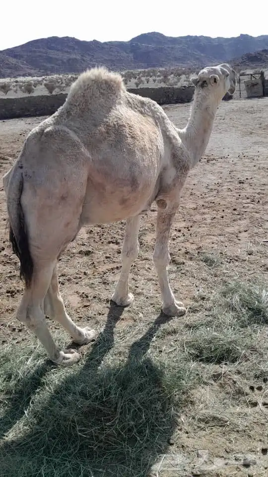 بعير للبيع 4