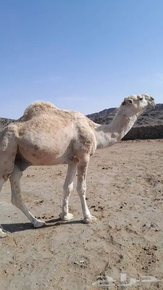 بعير للبيع 6