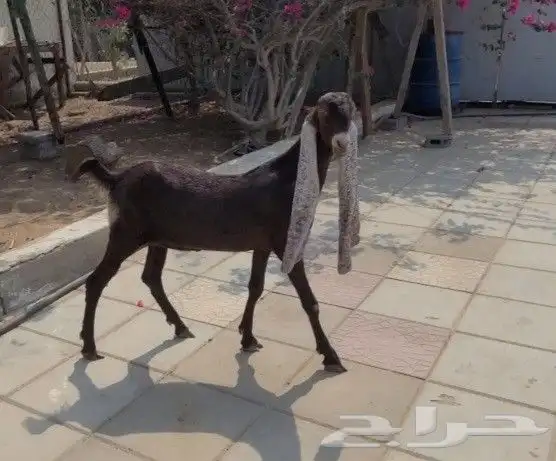 جفره حجازيه لون وجرم وتناسق 13