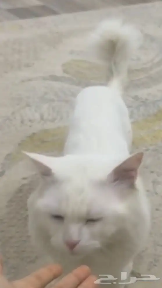 قطه 0