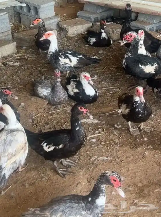 بط مصري شهرمان بح درجه اولى 0