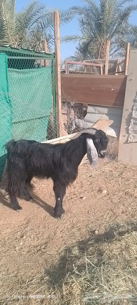 تيس عارضي 0