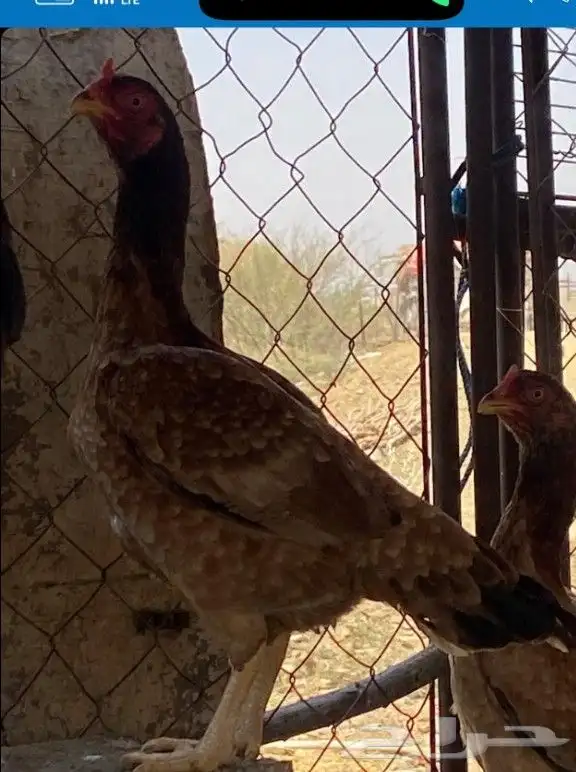 للبيع بيض مستورد باكستاني 1