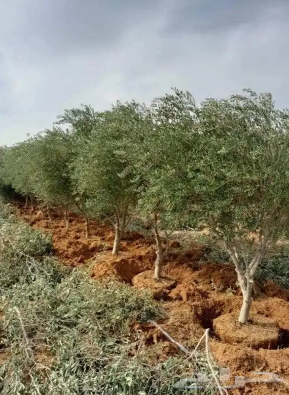 نقوم بتوريد وزراعة جميع انواع النخيل والزيتون والحمضيات 8