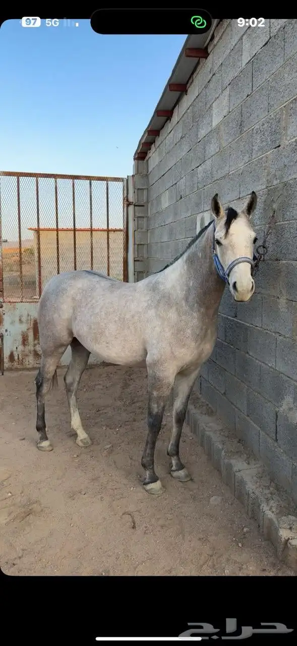 مهره شعبيه تنافس الواهو 1