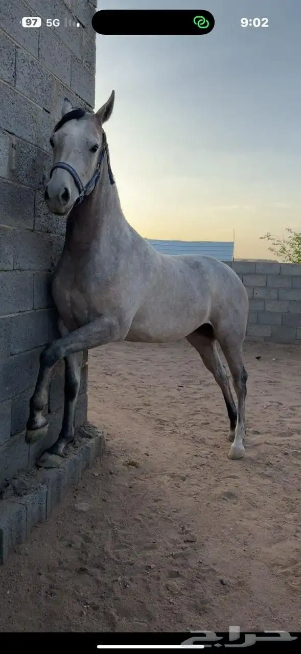 مهره شعبيه تنافس الواهو 0