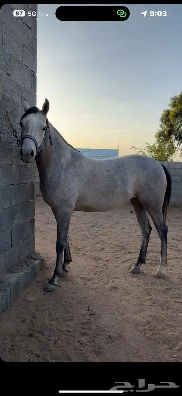 مهره شعبيه تنافس الواهو 3