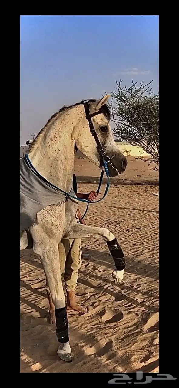 حصان شعبي شيخ 0