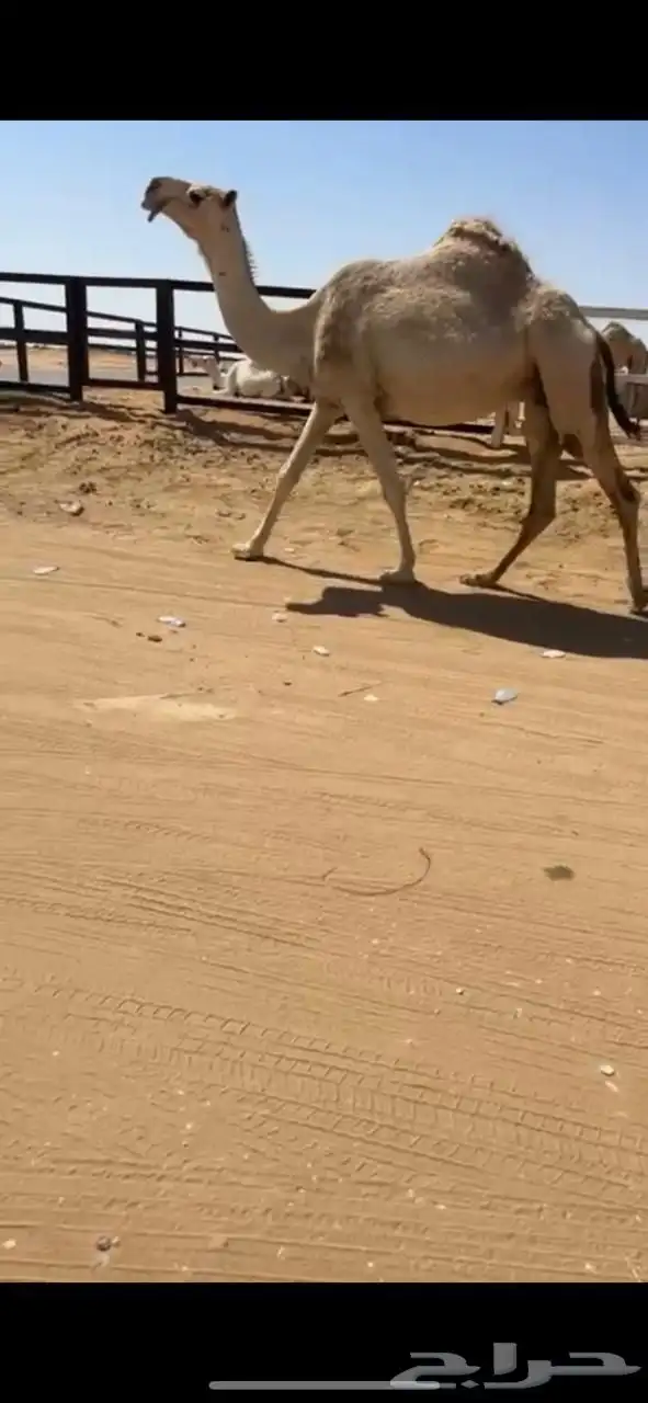 لقحه كفو 1