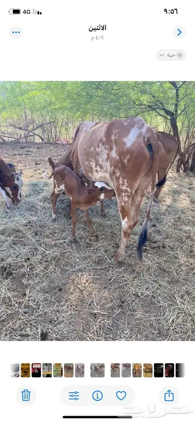 عدد ثلاث بقر index