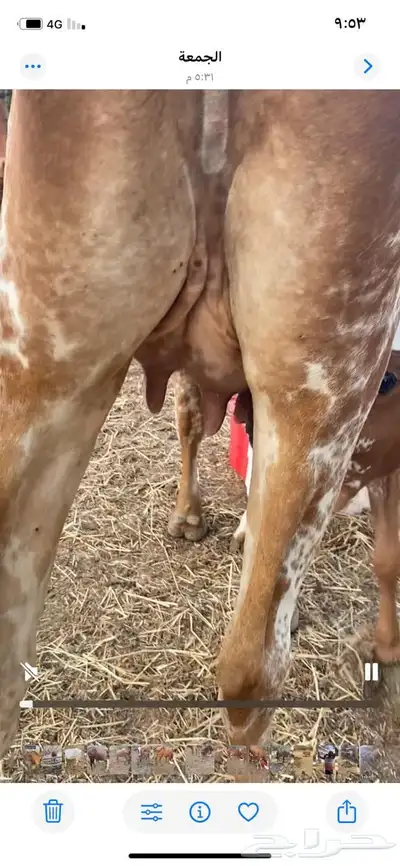 عدد ثلاث بقر index