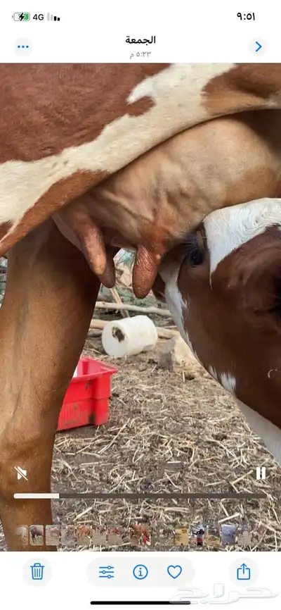 عدد ثلاث بقر index