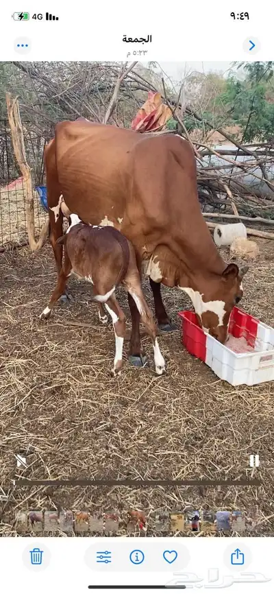 عدد ثلاث بقر index