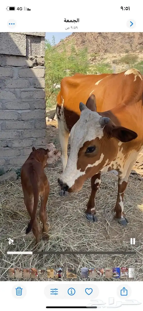 عدد ثلاث بقر 1